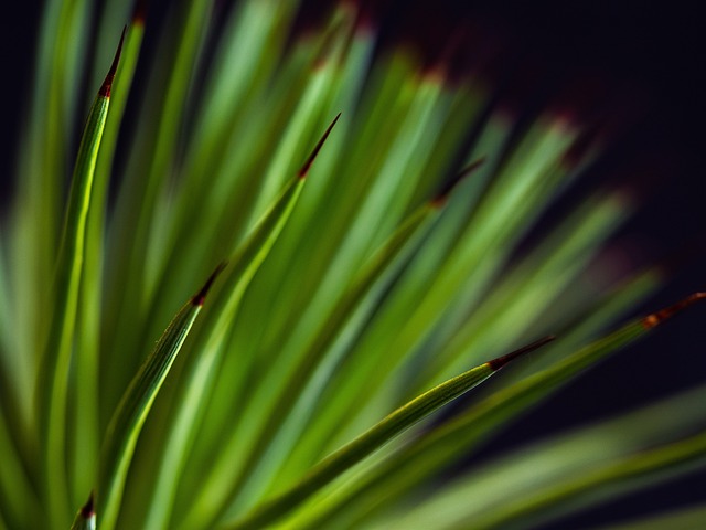 indoor plants