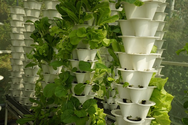 hydroponics